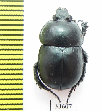 Odontotrypes szetshwanus  China - INSECTS-STORE.RU