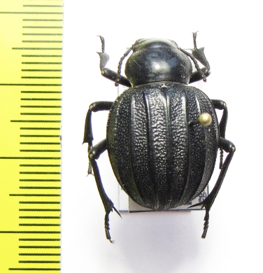 Pimelia costata  Spain - INSECTS-STORE.RU