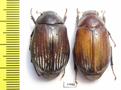 Exopholis hypoleuca  Malaysia - INSECTS-STORE.RU