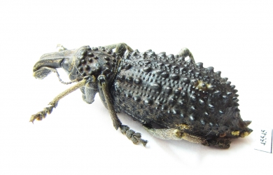 Curculionidae sp.  South Africa Rep. - INSECTS-STORE.RU