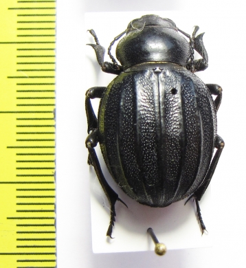 Pimelia costata  Spain - INSECTS-STORE.RU