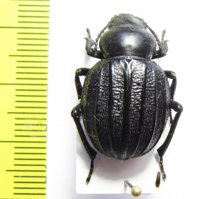 Pimelia costata  Spain - INSECTS-STORE.RU