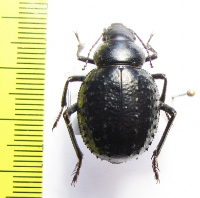 Pimelia confusa  Tunis - INSECTS-STORE.RU