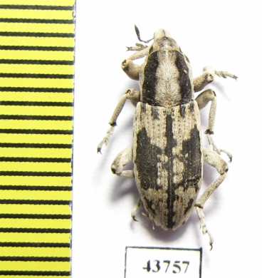 Curculionidae sp.  Tajikistan - INSECTS-STORE.RU