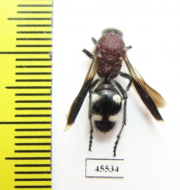 Mutillidae sp.  South Africa Rep. - INSECTS-STORE.RU