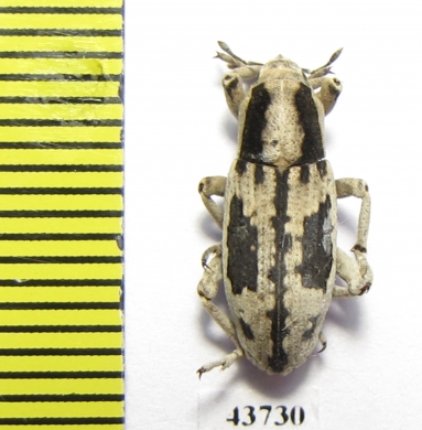 Curculionidae sp.  Tajikistan - INSECTS-STORE.RU