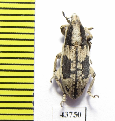 Curculionidae sp.  Tajikistan - INSECTS-STORE.RU