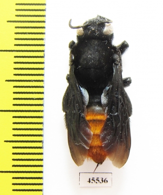 Hymenoptera sp.  South Africa Rep. - INSECTS-STORE.RU