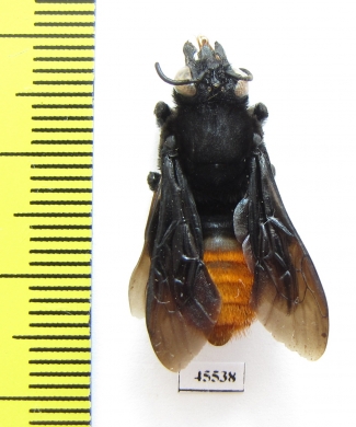 Hymenoptera sp.  South Africa Rep. - INSECTS-STORE.RU