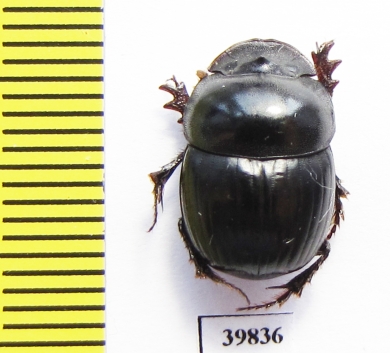 Metacatharsius ? inermis  Pakistan - INSECTS-STORE.RU