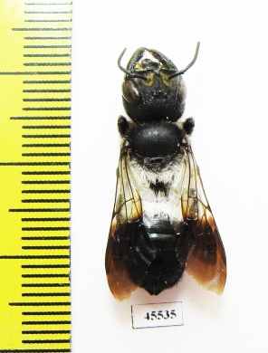 Hymenoptera sp.  South Africa Rep. - INSECTS-STORE.RU