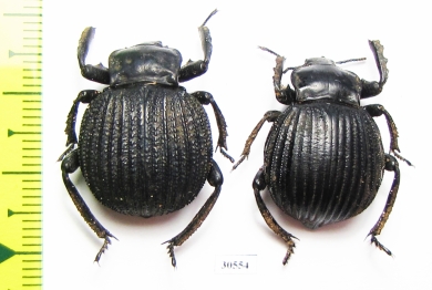 Gonopus sp.  Zambia - INSECTS-STORE.RU