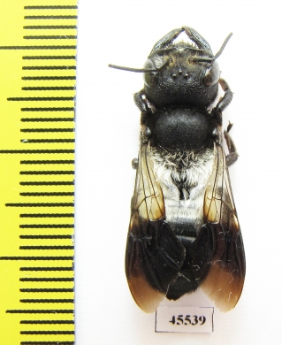 Hymenoptera sp.  South Africa Rep. - INSECTS-STORE.RU