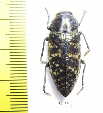 Lampetis dilaticollis  Mexico - INSECTS-STORE.RU