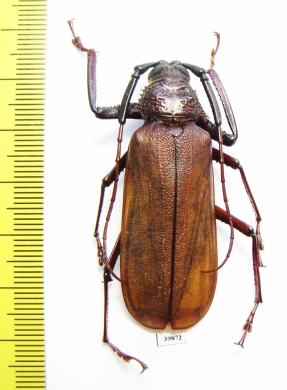 Macrotoma sp.  China, Yunnan prov.  51mm - INSECTS-STORE.RU