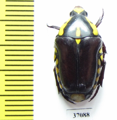 Cremastocheilini, Campsiura sp.  South Africa Rep. - INSECTS-STORE.RU