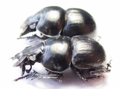 Lethrus andrejewae, pair  Tajikistan - INSECTS-STORE.RU