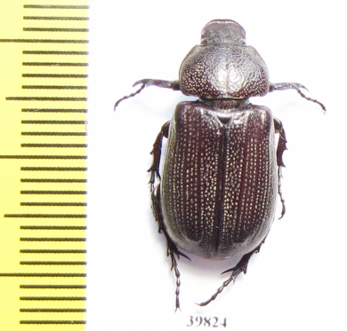 Cryptodus foveatus  Australia - INSECTS-STORE.RU