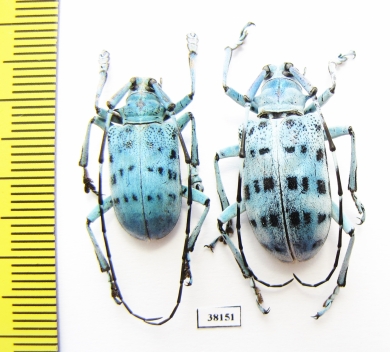 Pseudomyagrus waterhousei, pair  Malaysia - INSECTS-STORE.RU