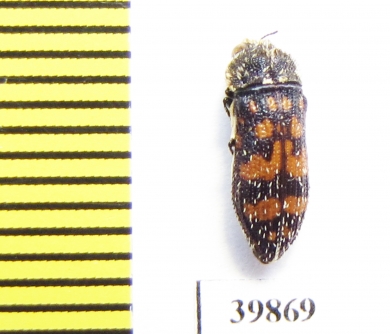 Acmaeoderella flavofasciata tschitscherini  Tajikistan - INSECTS-STORE.RU