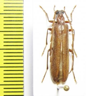 Calopus serraticornis, male  Russia, Tver reg. - INSECTS-STORE.RU