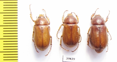 Panotrogus myschenkowi  Tajikistan - INSECTS-STORE.RU