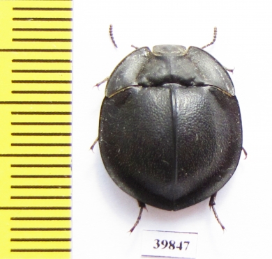 Tenebrionidae sp.  Australia - INSECTS-STORE.RU