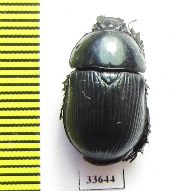 Phelotrupes laevifrons  China - INSECTS-STORE.RU