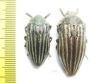 Julodis andreae  Iran, Hamadan prov. - INSECTS-STORE.RU