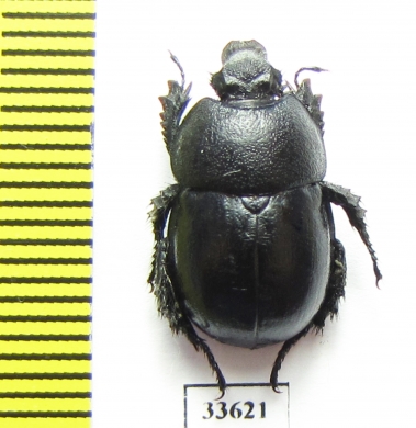 Odontotrypes davidiani  China - INSECTS-STORE.RU