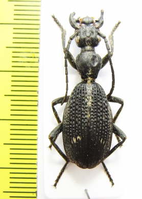 Cypholoba graphipteroides bilunulata  Malawi - INSECTS-STORE.RU