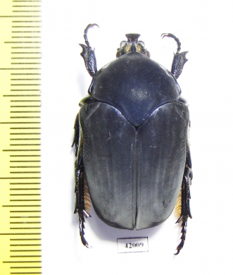 Cotinis ibarrai  Mexico  34mm - INSECTS-STORE.RU