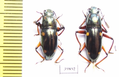 Erotylidae sp.  Indonesia, Halmahera isl. - INSECTS-STORE.RU