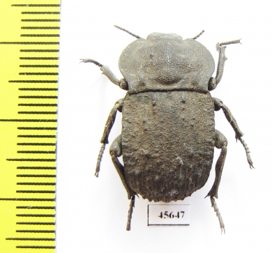 Anomalipus sp.  South Africa Rep. - INSECTS-STORE.RU