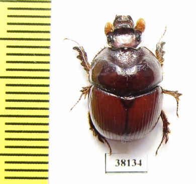 Bolboceratinae sp.  Mali - INSECTS-STORE.RU