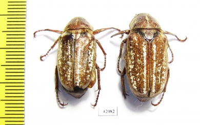 Anoxia sp.  Morocco - INSECTS-STORE.RU