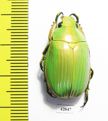 Chrysina auripes  Mexico - INSECTS-STORE.RU