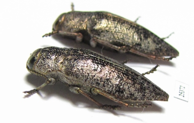 Dicerca aenea  Russia, Voronezh reg. - INSECTS-STORE.RU