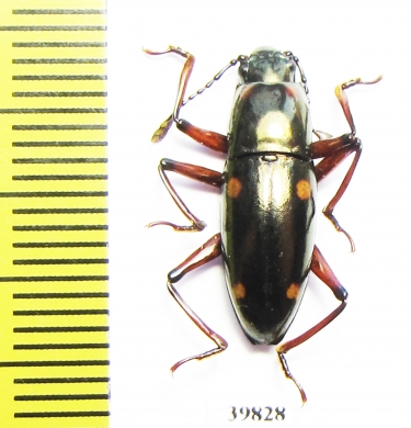 Erotylidae sp.  Indonesia, Halmahera isl. - INSECTS-STORE.RU