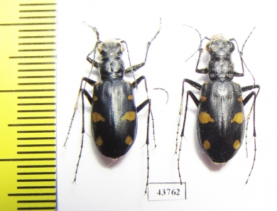 Cicindela granulata, pair  Uzbekistan - INSECTS-STORE.RU