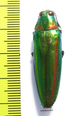 Chrysochroa rajah thailandica  Thailand - INSECTS-STORE.RU