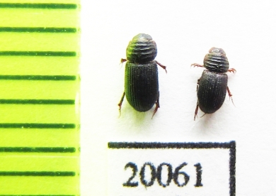 Aphodiinae sp.  Thailand - INSECTS-STORE.RU