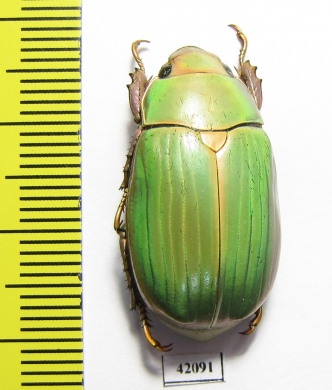 Chrysina lacordairei  Mexico - INSECTS-STORE.RU