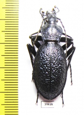 Carabus (Megodontus) caelatus dalmatinus  Croatia - INSECTS-STORE.RU