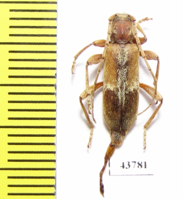 Trichoferus pallidus  France - INSECTS-STORE.RU