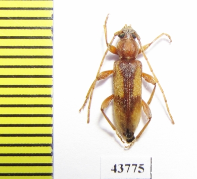 Trichoferus pallidus  France - INSECTS-STORE.RU