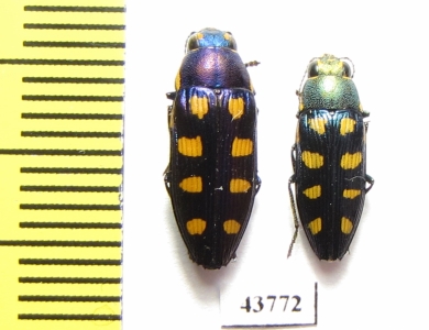 Buprestis octoguttata, pair  Ukraina - INSECTS-STORE.RU