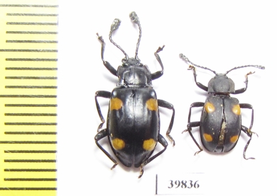 Endomychidae sp.  Philippines - INSECTS-STORE.RU