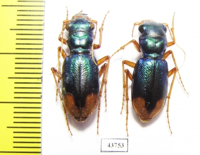Megacephala euphratica, pair  Tajikistan - INSECTS-STORE.RU