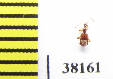 Pselaphidae sp.  Mali - INSECTS-STORE.RU